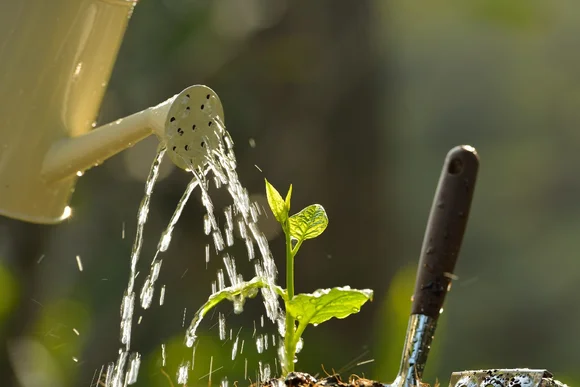 Gießkanne gießt Pflanze